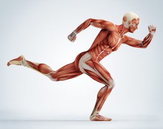 Training nach Muskelgruppen - Fitness Übungen für alle Muskeln INFOGRAFIK
