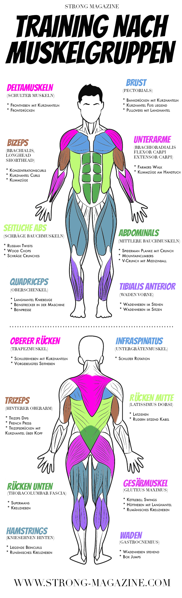 Training nach Muskelgruppen - Infografik mit Fitness Übungen für alle Muskeln