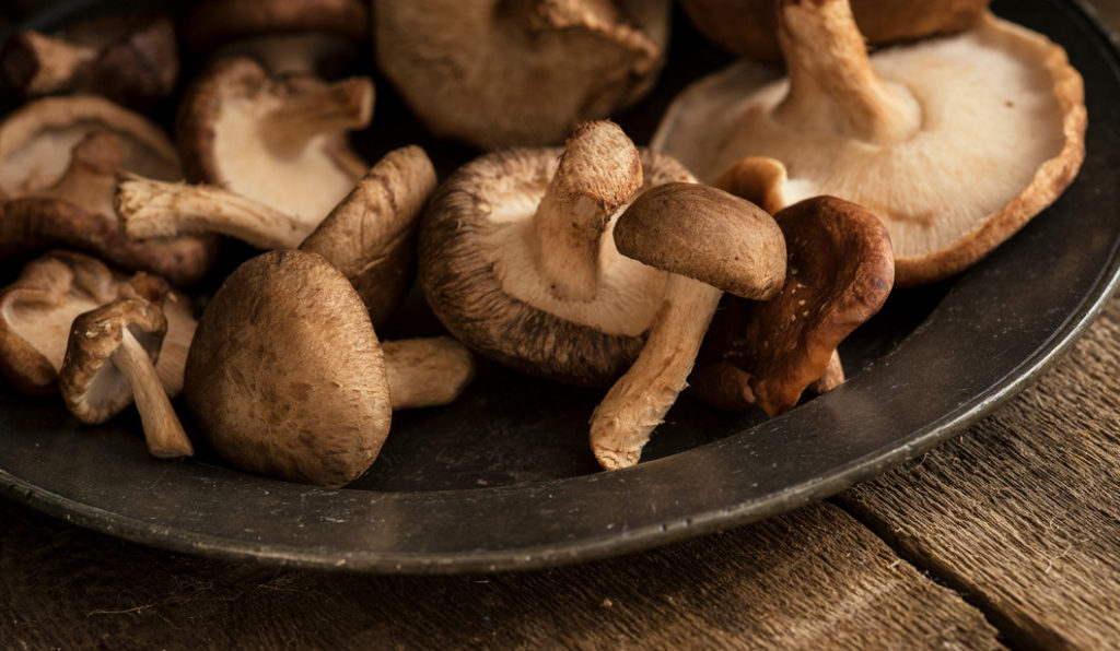 Heilpilze – der Ratgeber zu Adaptogenen Pilzen und zur Mushroom Ernährung