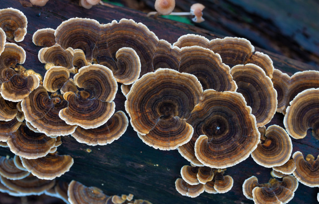 Heilpilze – der Ratgeber zu Adaptogenen Pilzen und zur Mushroom Ernährung